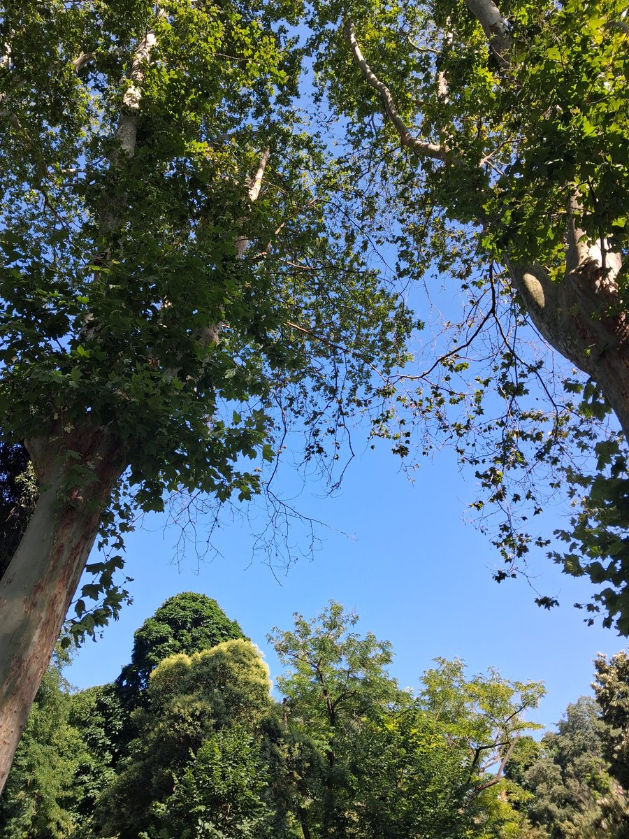 l_gumusk's tweet photo. Güzellikler bitmez!   🌳 https://t.co/vtGddQDPBr