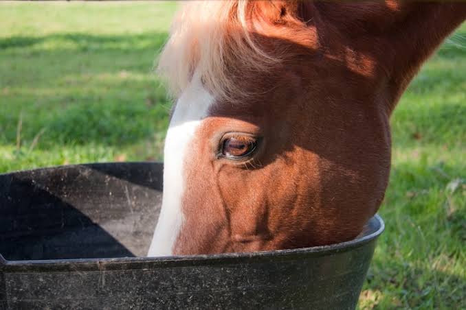 NovickDvm's tweet photo. Parasites (worms) are one of the leading contributors to #colic in #horses, making an effective parasite control program essential for maintaining your horse's health.

One option that has become increasingly popular is Pyrantel Pamoate pellets. https://t.co/EuIMdfmfIH https://t.co/WE7t2KWUnm