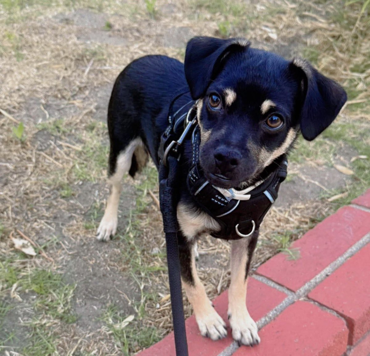 LensAndLaces's tweet photo. Early morning dog run w/ string bean. https://t.co/sod4jbfY8k
