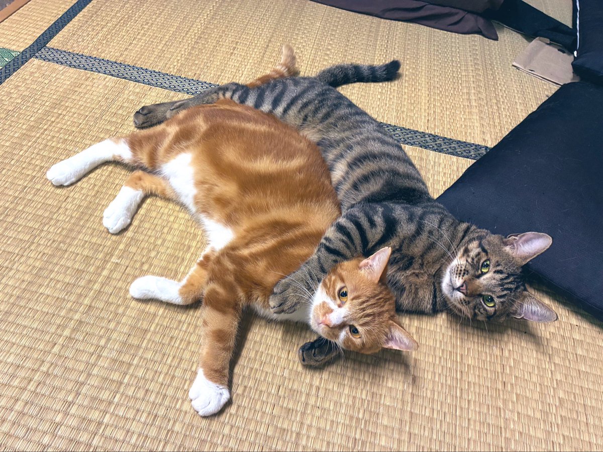 noguchi_dojo's tweet photo. 仲良しだなw https://t.co/sQyIL8LuAM