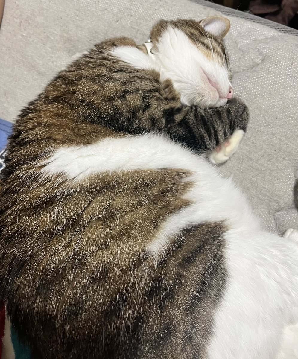 fleurpan's tweet photo. 何その手🐾
痛くないん？ https://t.co/6RimsDNBvh