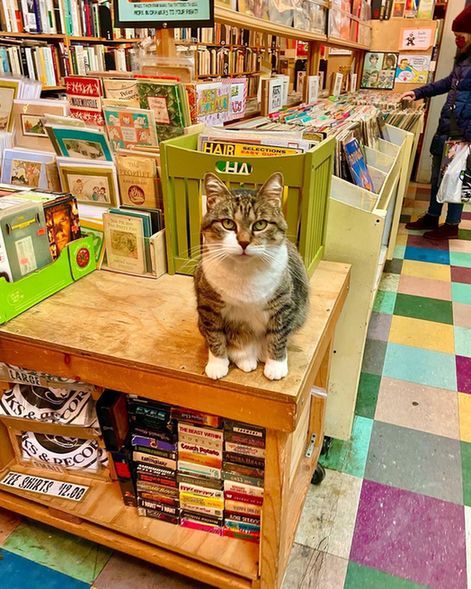 cats with jobs 🛠 tweet media