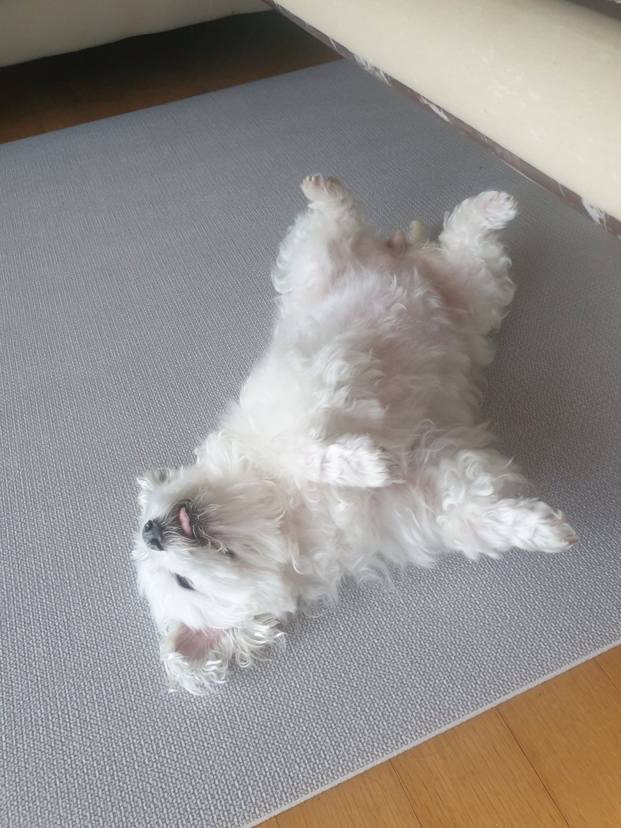 RehooMaster's tweet photo. 드르렁슨 https://t.co/V9igurnYAO