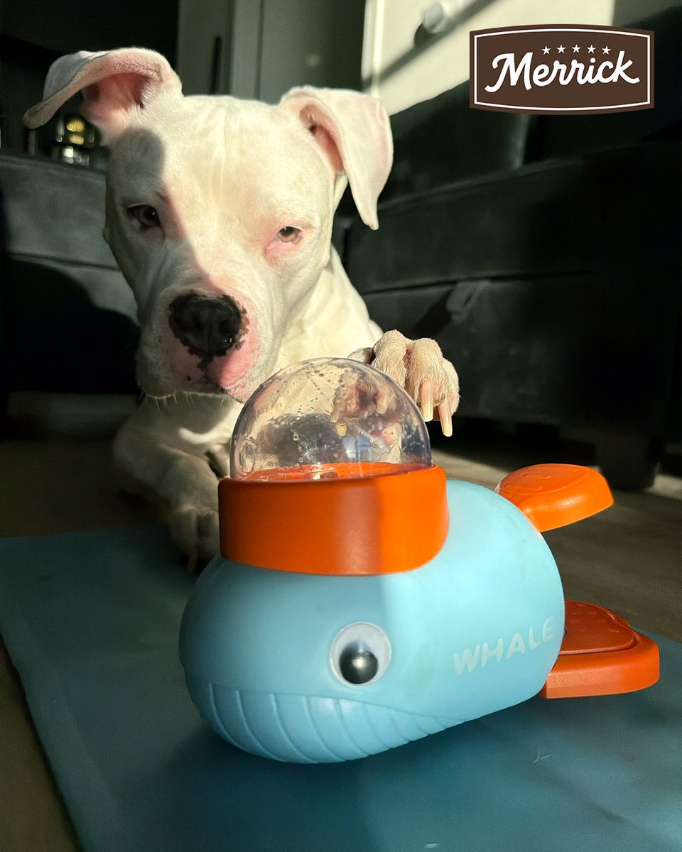 MyMilLifestyle's tweet photo. ☀️🐶 Too hot for backyard adventures? Turn snack time into game time with a little enrichment and a few favorite treats.
https://t.co/mwS31pXj8N
#MerrickDogFood #merrick https://t.co/kcXe12p0Z1