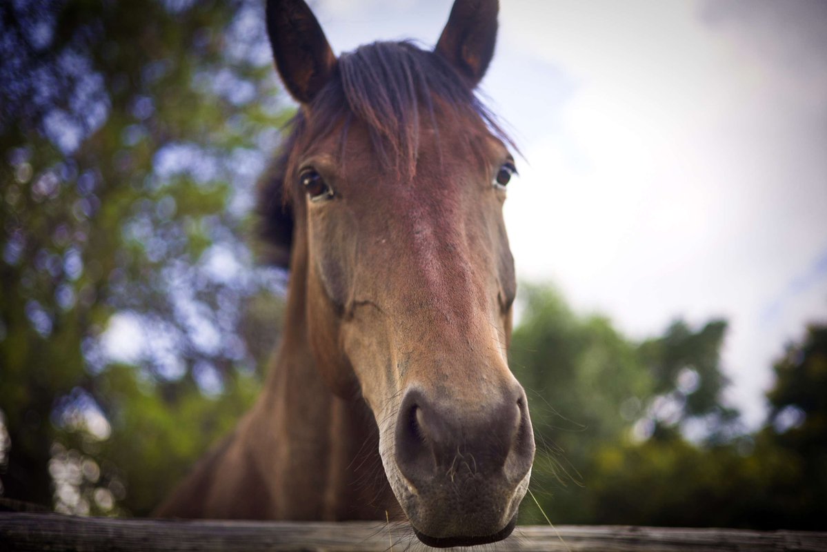SaidFundraiser's tweet photo. This Mandela Day, help us create safer spaces for horses. Sponsor a pole for R67! 🟢 #HorseCare #AnimalWelfare #SafeSpaces https://t.co/klLeBaIzhL https://t.co/ZlUSGPPQ1f