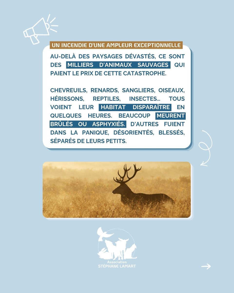 StephaneLAMART's tweet photo. 🔥 La forêt de Fontainebleau est en flammes.

Pendant que les secours luttent contre l'incendie, des milliers d'animaux sauvages sont piégés.

🦌🦊🐗🦔🦉

Beaucoup meurent brûlés ou asphyxiés. D'autres fuient, blessés, séparés de leurs petits.

N'oublions pas les victimes silencieuses.

🚭 9 incendies sur 10 sont d'origine humaine. Chaque geste compte.

#Fontainebleau #Incendie #FauneSauvage