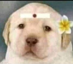 Black_lady____'s tweet photo. @Dubai_Tamizan @Varshika_I @laksh7KD @KousalyaL_ Recording keten vera onnum agala 🤭🤭 https://t.co/x40lRJ6Lro