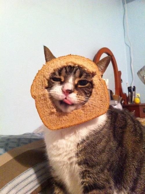 HD_TSL's tweet photo. @OrangeSBS bread cat stay on https://t.co/ezI5Qwdynv