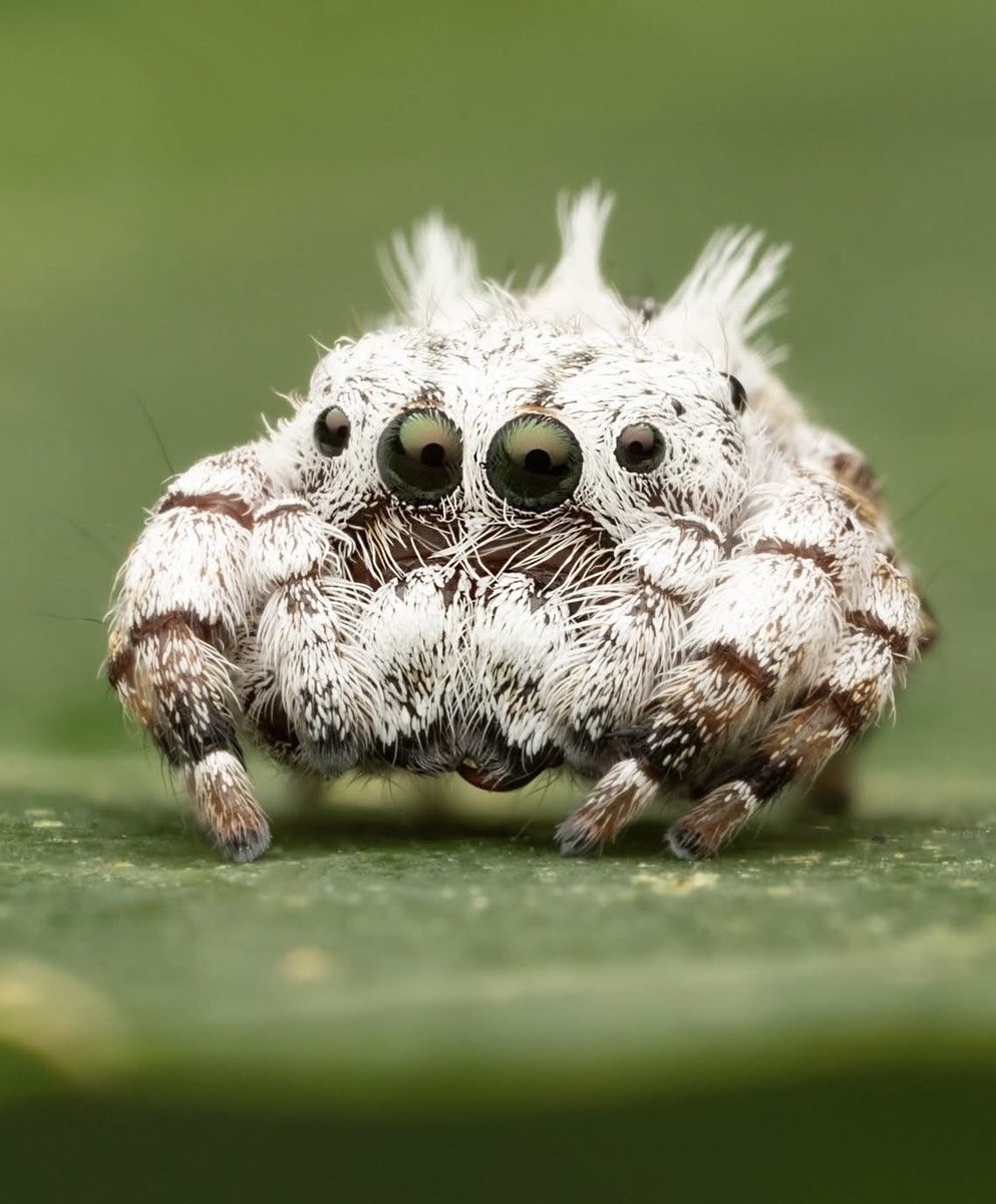 nvolpewild's tweet photo. Marshmallow Jumping Spider!
So cute from the Amazon! 🕷️🤍 https://t.co/gOD9u05UGC