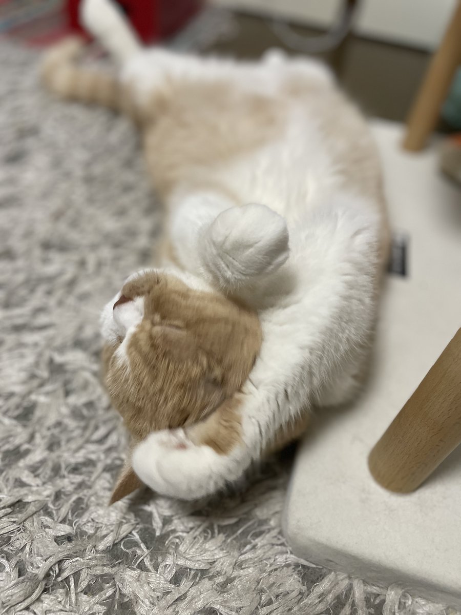 hidepon_knmt's tweet photo. ストレッチ

#猫 #猫のいる暮らし #猫好きさんと繫がりたい #マンチカン #スコティッシュフォールド #多頭飼い https://t.co/N77Hf31Xa4