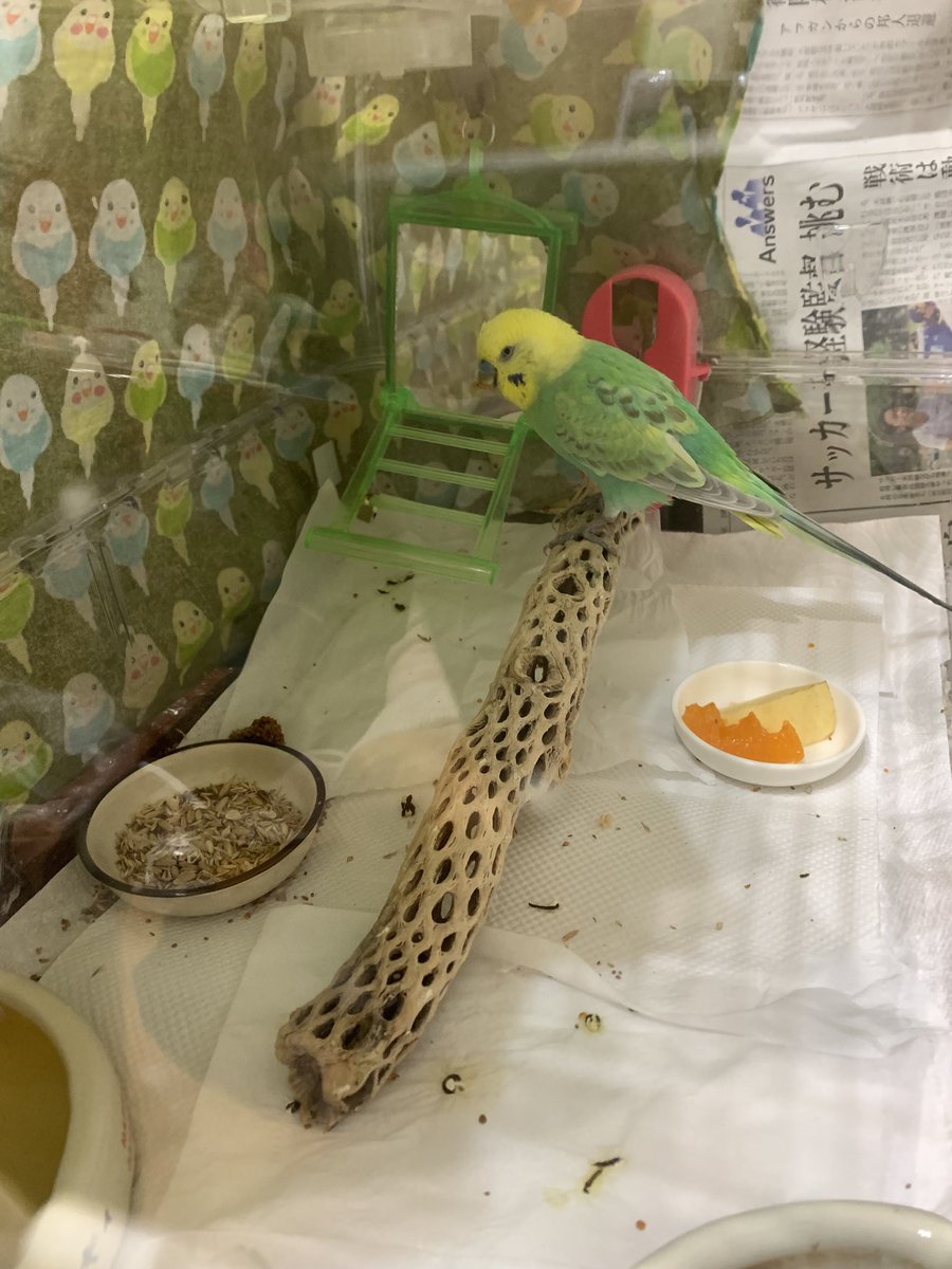pipitorameme's tweet photo. 今日はメーちゃんの3年目の命日。
12年もそばに居てくれた大切な可愛い我が子。
メーが住んでいたルーミーを見ると、今だに涙が溢れます😢 https://t.co/9qrMjvRHhh