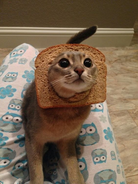 INBREDCATONSOL's tweet photo. https://t.co/gIn9bnOSQb