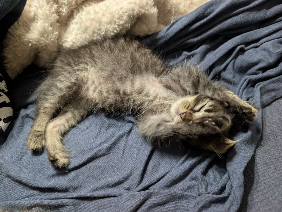 PIPetRescue's tweet photo. Dash definitely doesn't know how to sucker people in...

Not at all...

Nope. Not him.

#AdoptDontShop https://t.co/Ttj8QfCd6e
