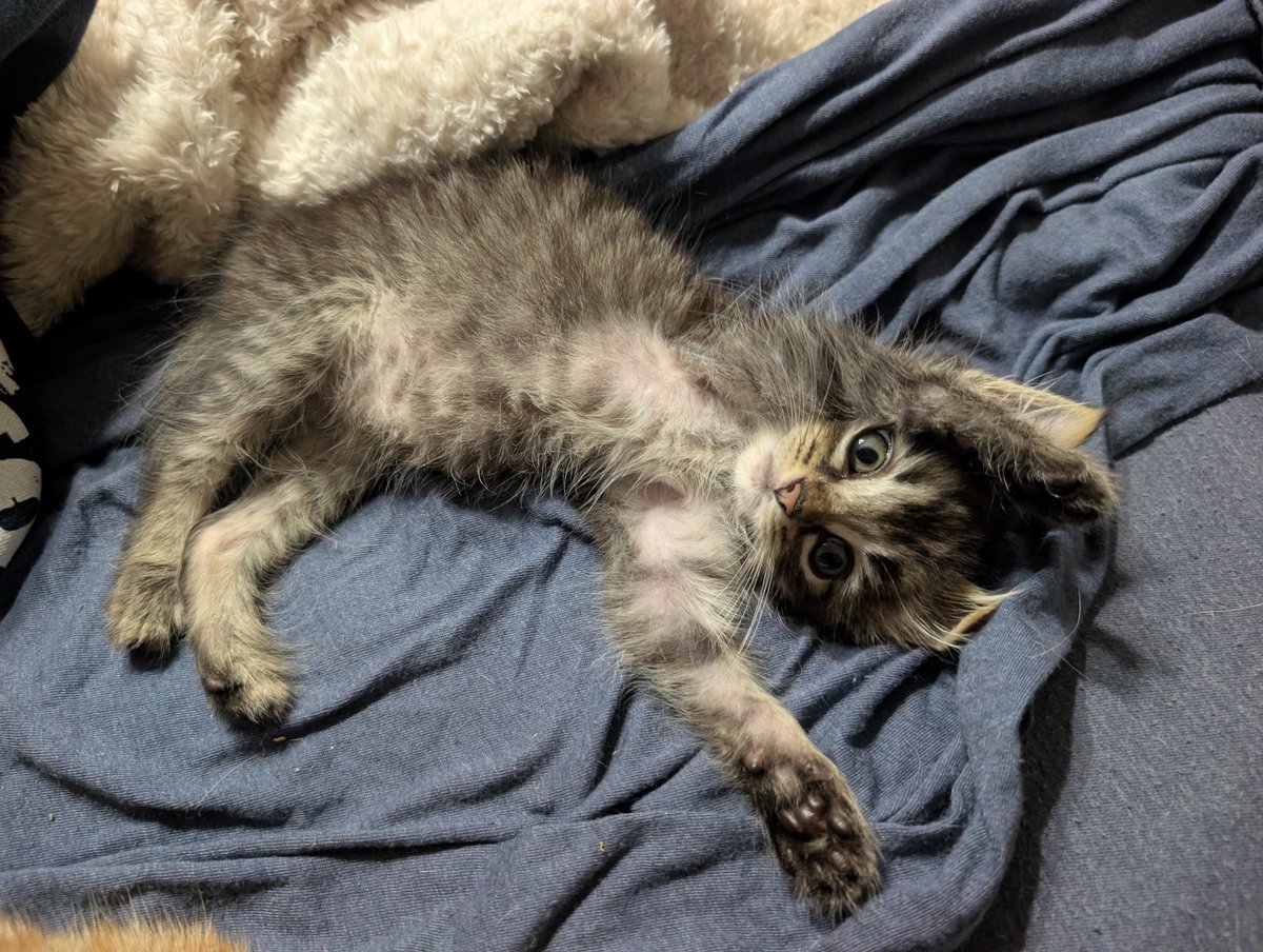 PIPetRescue's tweet photo. Dash definitely doesn't know how to sucker people in...

Not at all...

Nope. Not him.

#AdoptDontShop https://t.co/Ttj8QfCd6e
