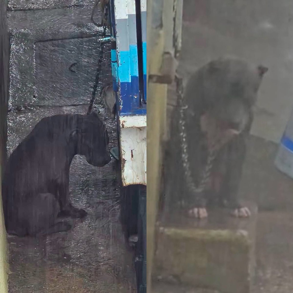 ReporTorres's tweet photo. Difunden este caso de maltrato animal en #Acapulco, en la Colonia Adolfo López Mateo, ponen como referencia a un costado del Salón de Fiestas "El Patio"... https://t.co/gEQinuEIj2