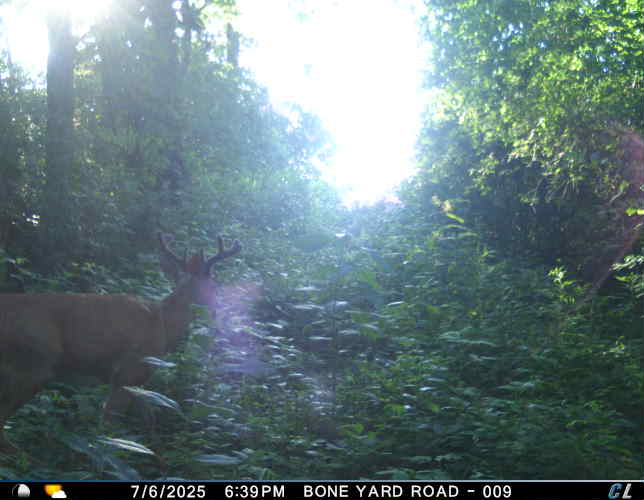 hlrbohunting's tweet photo. Four bucks for four hunters. 250 Trempealeau County, WI acres — 120 in crops, 130 in hardwoods, six ponds, box blinds up, and a skinning shack you can stay in. Built for a crew.
https://t.co/60aoO9jHC6
#WisconsinHunting #WhitetailHunting #HLRBO https://t.co/GQaQBgnE9s