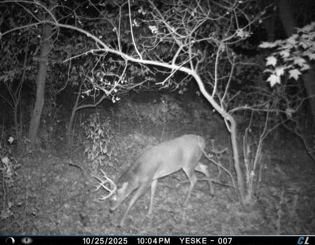 hlrbohunting's tweet photo. Four bucks for four hunters. 250 Trempealeau County, WI acres — 120 in crops, 130 in hardwoods, six ponds, box blinds up, and a skinning shack you can stay in. Built for a crew.
https://t.co/60aoO9jHC6
#WisconsinHunting #WhitetailHunting #HLRBO https://t.co/GQaQBgnE9s