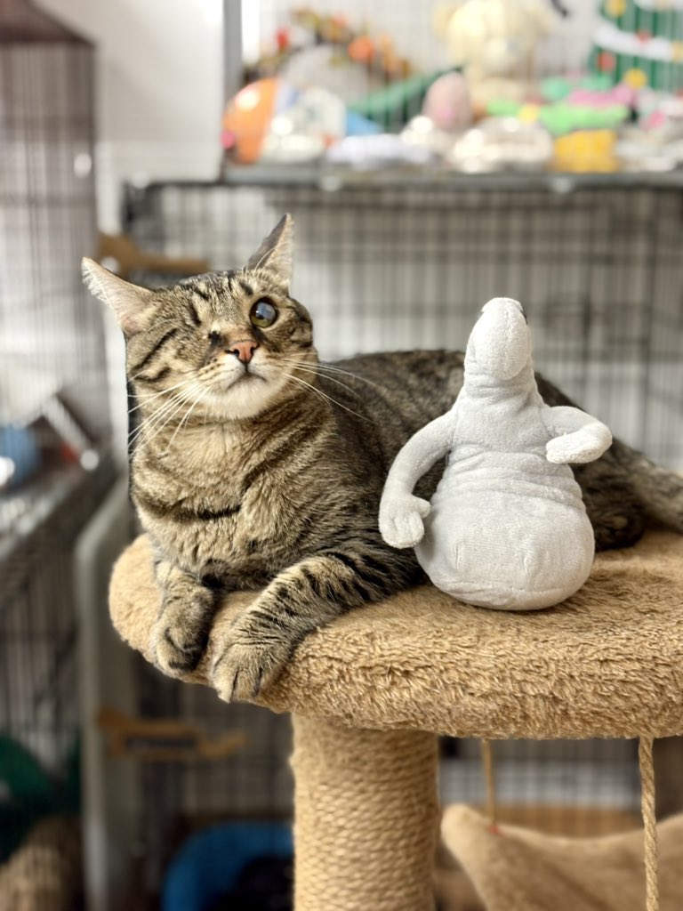 ubezh777's tweet photo. Наш одноглазый котик Альберт ищет дом 🏡
#альберт_убежище
СПб, БФ «Убежище»
+7-906-259-34-88 https://t.co/operu2Ph9a