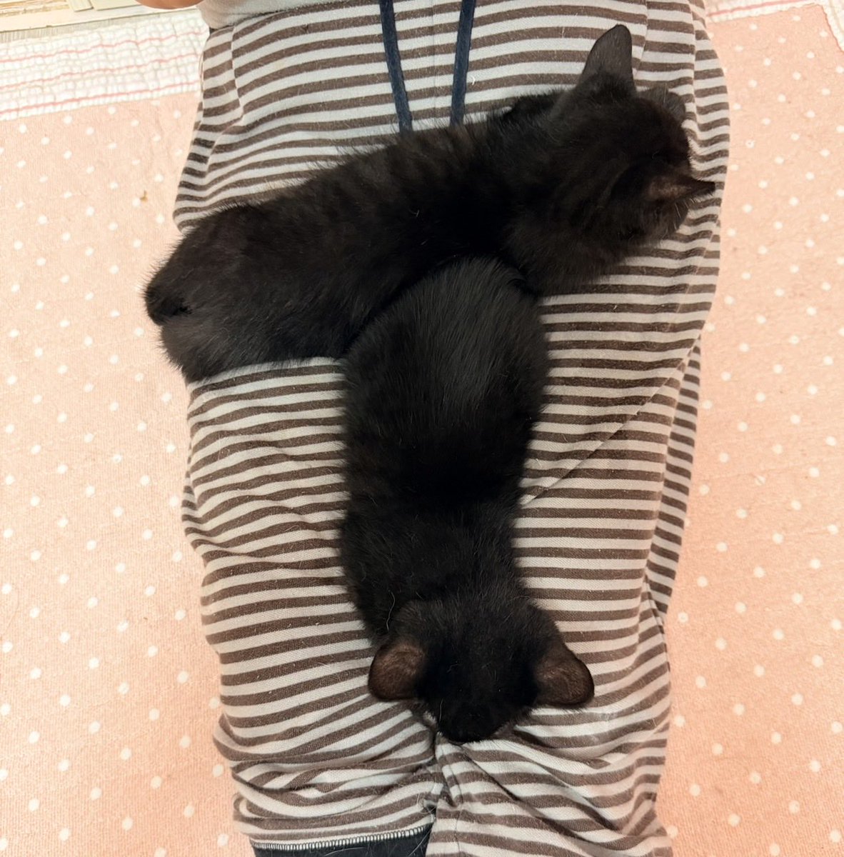 shosukereiko's tweet photo. タロジロはすっかり甘えん坊に！
8/2の譲渡会に参加しますー

＃猫里親募集中
＃8月2日譲渡会
＃タロジロ https://t.co/nYPwUf7h1A
