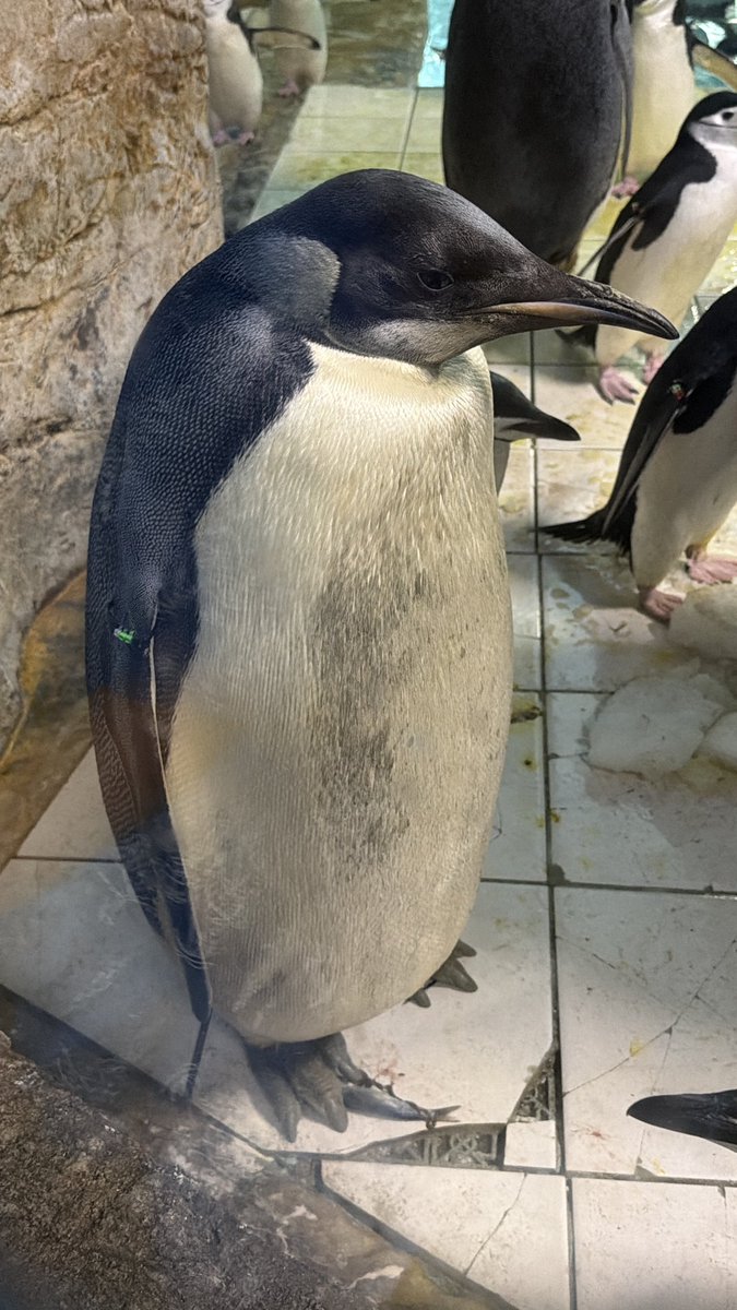 Jeannetakuya's tweet photo. そろそろ御飯こっちも欲しいなー。

目の前に飼育スタッフさんがヒゲペンギンたち小さい子たちに御飯あげてる

44ちゃんと他2羽のペンギンも待つ

ペンギン倶楽部みたいになってる😅

44ちゃん、瞳の中の瞼も見える

2026.7.11

#エンペラーペンギン
#アドベンチャーワールド https://t.co/kyjPHDNstz