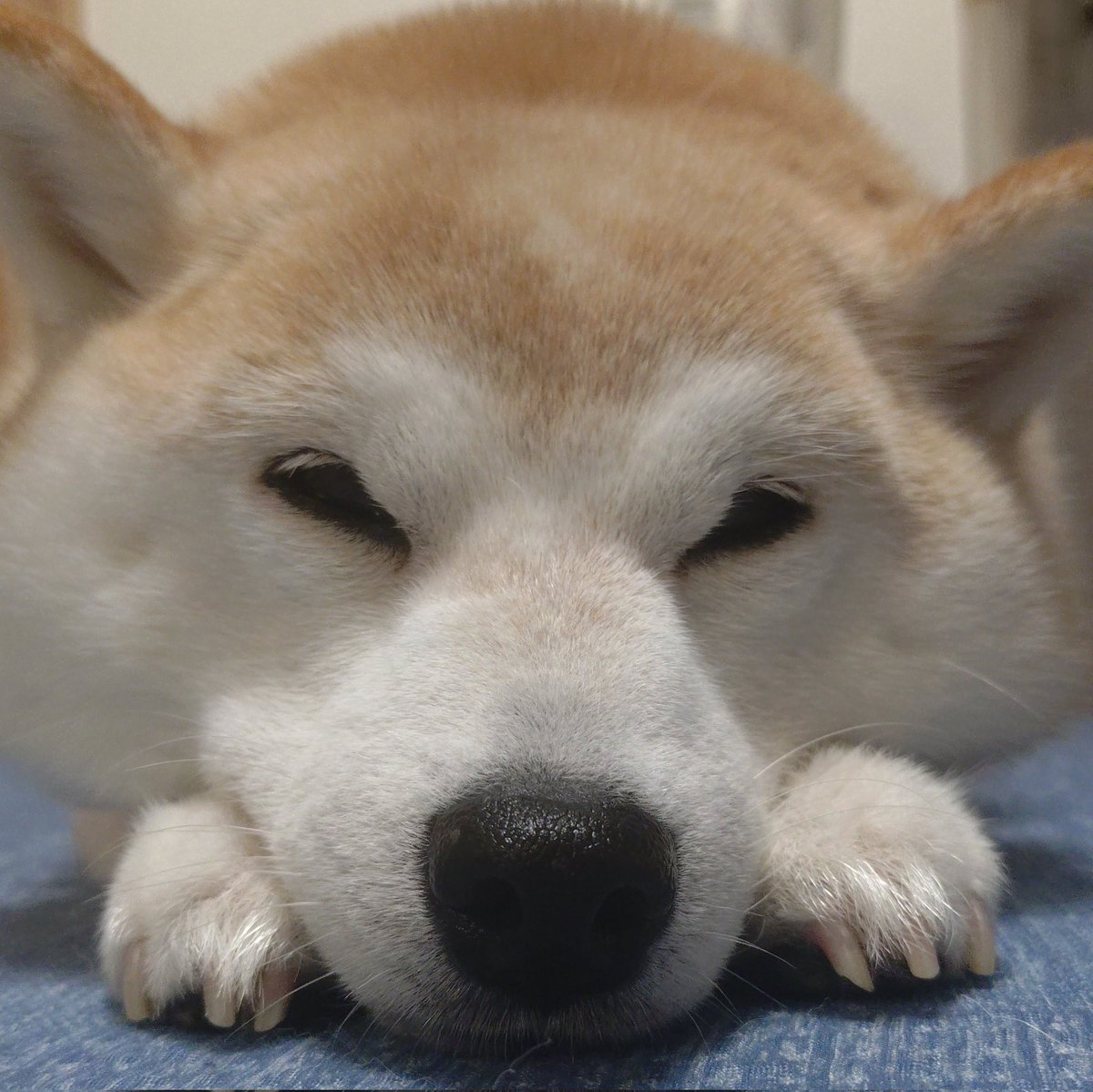 moco_0125's tweet photo. オヤスミナサイ🦊💤 https://t.co/Lz1Iji0ibC