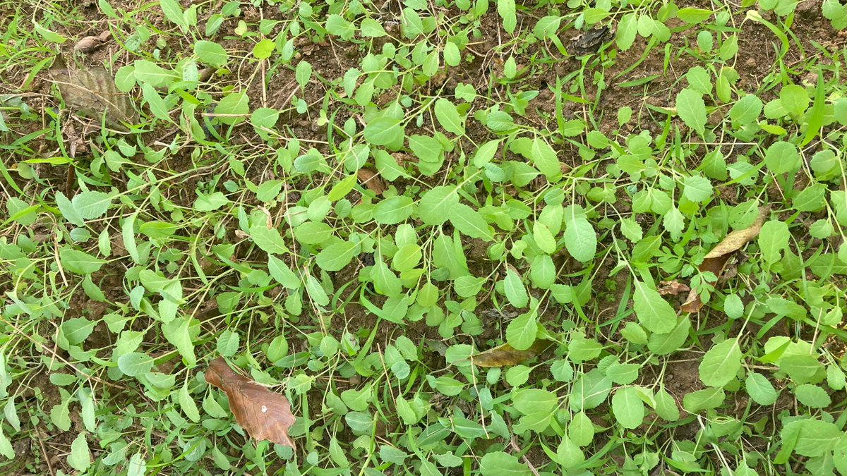 vangracecm's tweet photo. ๐ฑ Our little vegetable nursery is growingโbut so are the challenges.
Some seedlings never germinated, and insects are already attacking the young collards before transplanting.
Every healthy plant means more nutritious meals for the children at God's Village. ๐๐
#HopeAlive https://t.co/I1llvdKShP