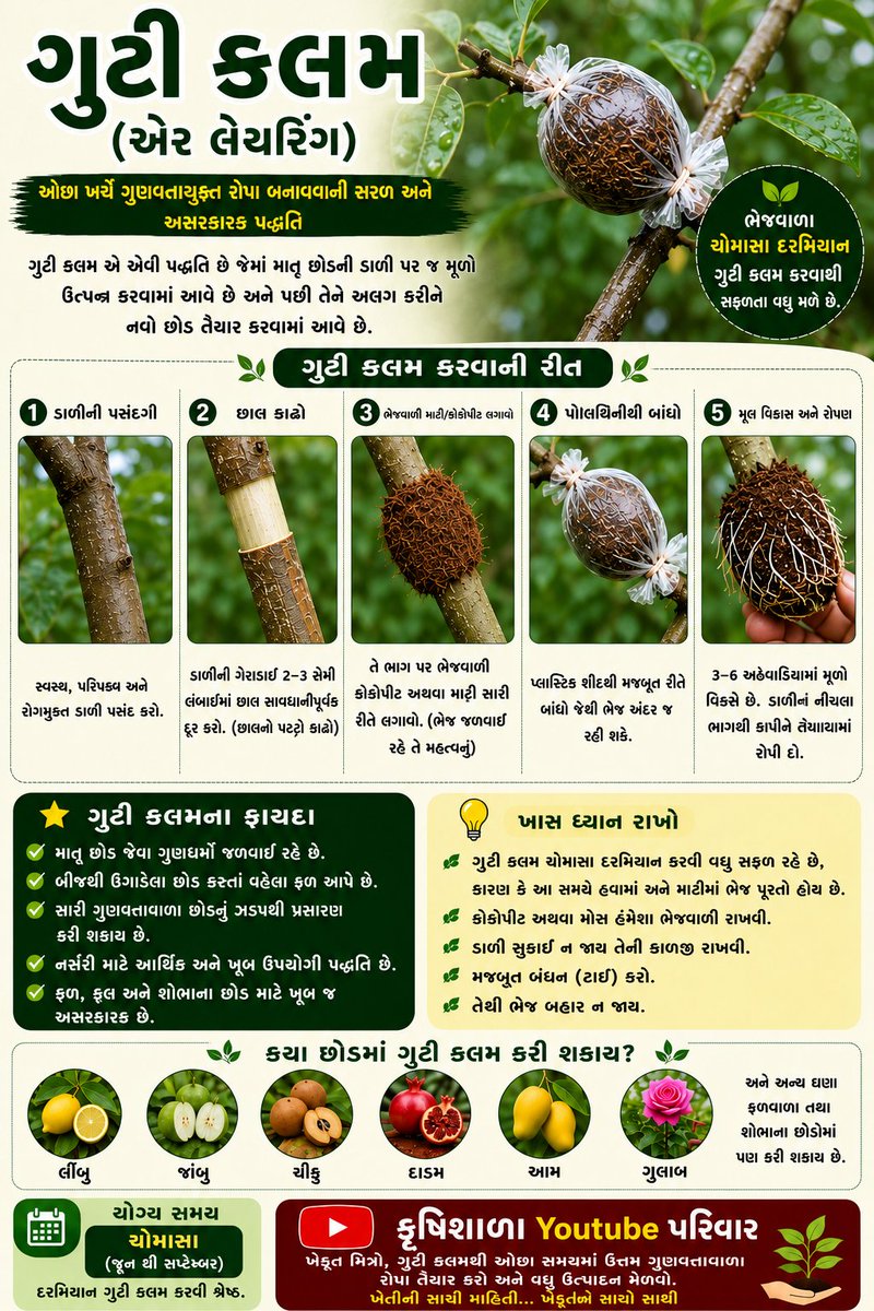 krushishala's tweet photo. 🍋 આપણે નર્સરી માંથી લાવેલા ફળઝાડ ખૂબ વહેલા ફળ આપે છે, આવા ફળઝાડ આપણે જાતેજ તૈયાર કરી શકીએ છીએ.

તો ચાલો ગુટી કલમની કળા શીખીએ અને આપણા ઘર, બગીચા કે વાડીના ઝાડમાંથી ટૂંકા સમયમાં નવા અને ગુણવત્તાયુક્ત છોડ તૈયાર કરીએ. ..Show More https://t.co/obUPV2wlqL