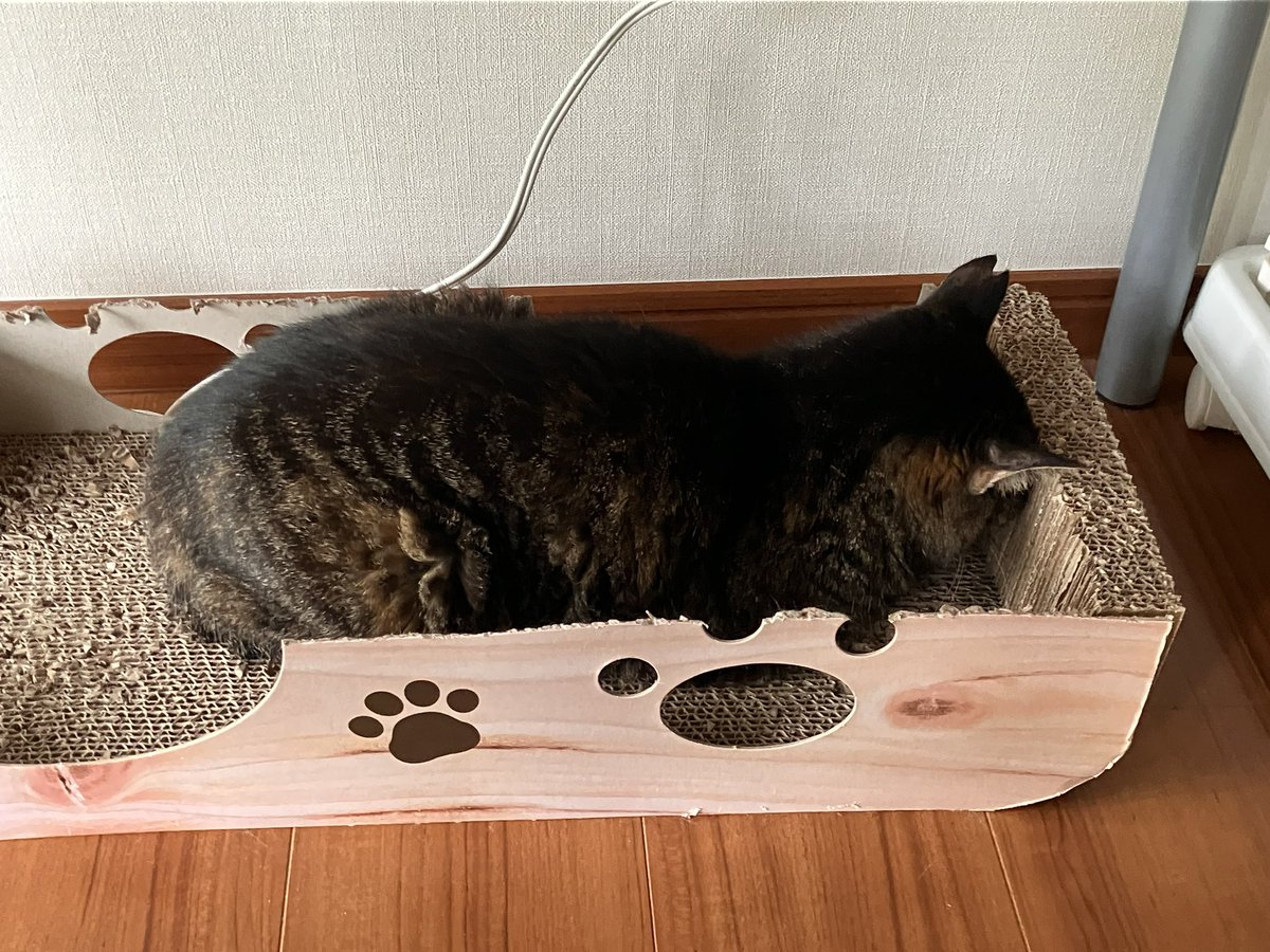 GsZpc's tweet photo. つばちゃま今はこれにハマってます💕🤭
#もりねこ #終生預かりボランティア https://t.co/c7wpuiL4Ec
