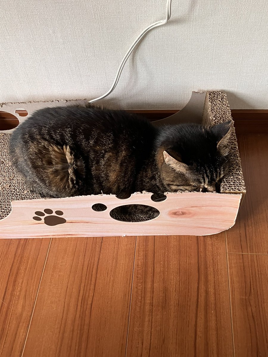 GsZpc's tweet photo. つばちゃま今はこれにハマってます💕🤭
#もりねこ #終生預かりボランティア https://t.co/c7wpuiL4Ec