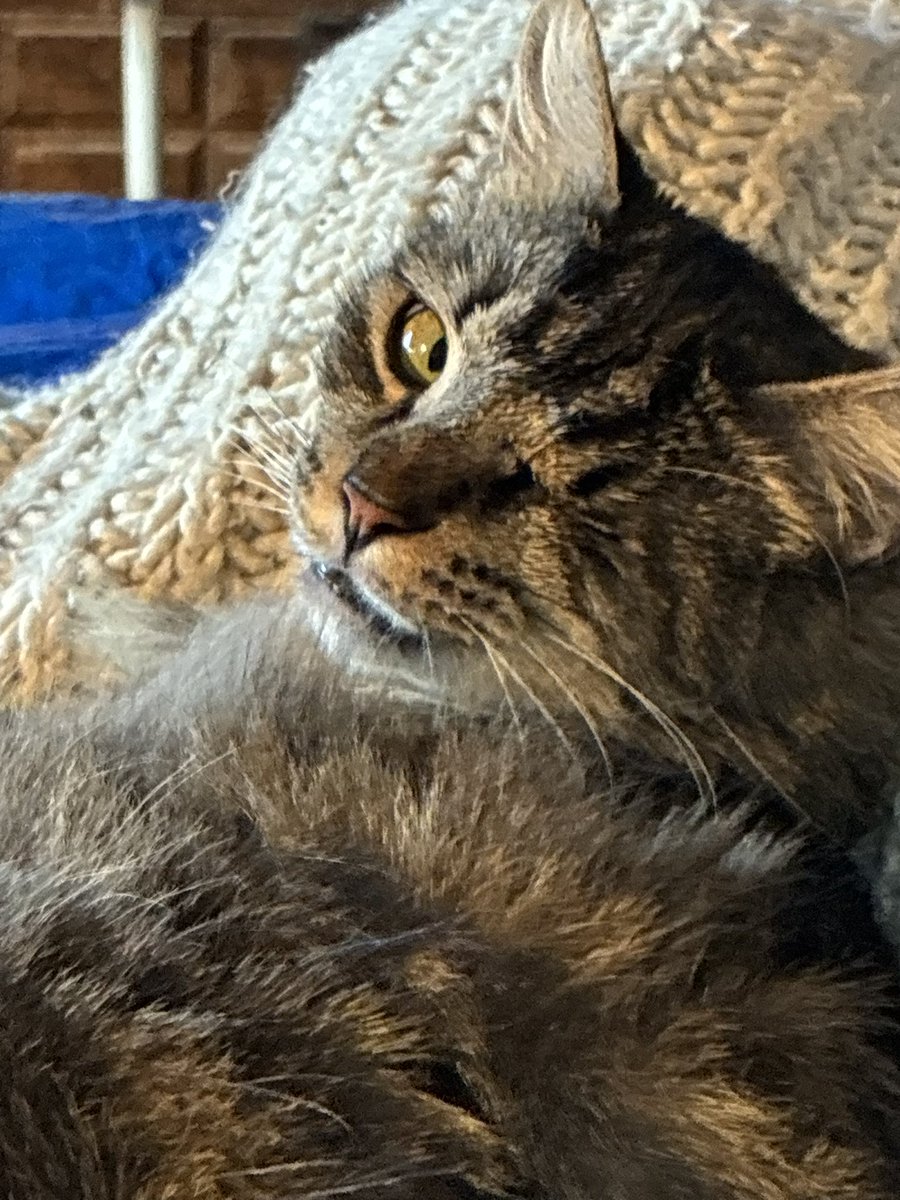 Siouxbear08's tweet photo. Still haven’t got new battery for my car! I’m just so worried about everything! Hoping my daughter can do this, I’m afraid for her too! She’s the best daughter, she doesn’t even like cats! She doesn’t want them to die! Please continue to wish &amp; pray Tues is a great day! Cloudy❤️ https://t.co/Vmut4HurVF