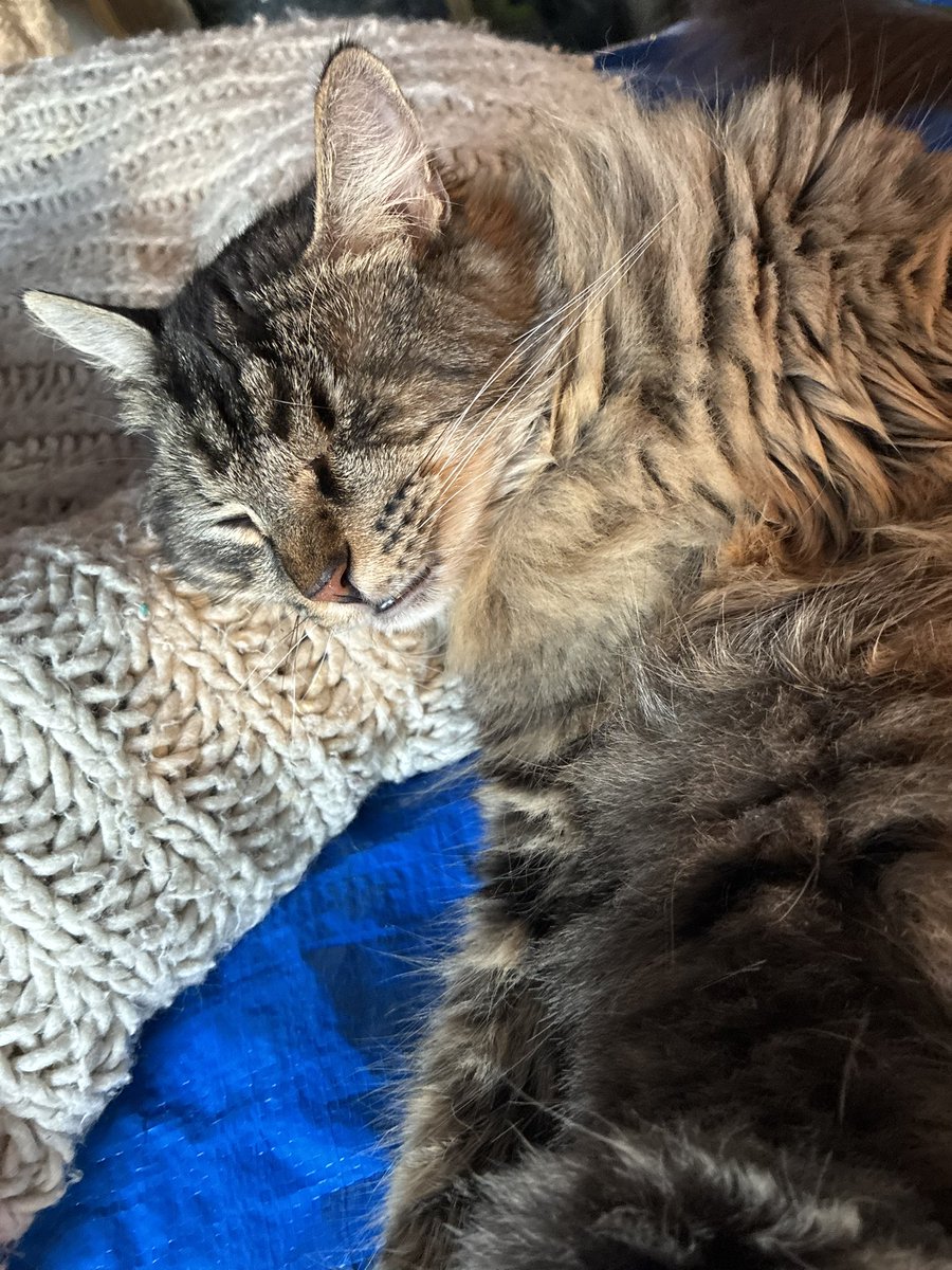 Siouxbear08's tweet photo. Still haven’t got new battery for my car! I’m just so worried about everything! Hoping my daughter can do this, I’m afraid for her too! She’s the best daughter, she doesn’t even like cats! She doesn’t want them to die! Please continue to wish &amp; pray Tues is a great day! Cloudy❤️ https://t.co/Vmut4HurVF