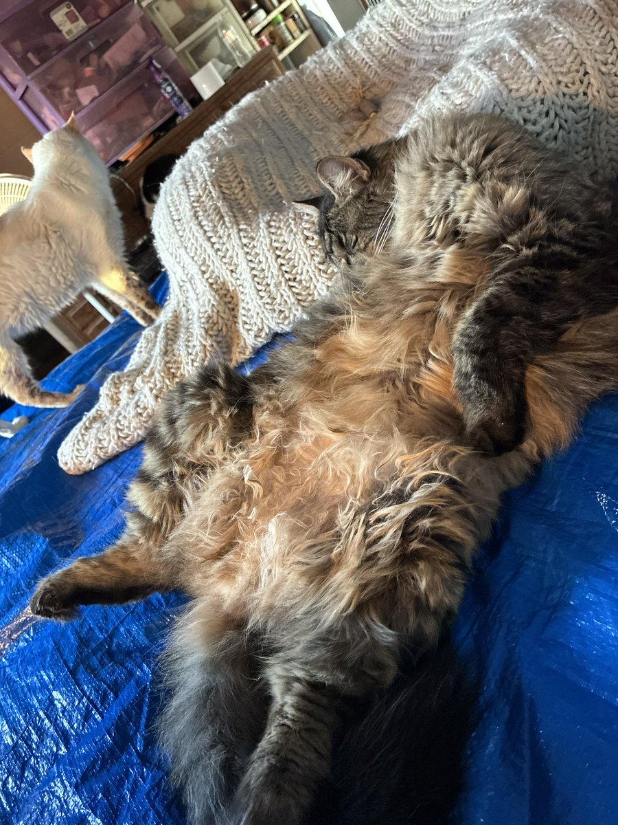 Siouxbear08's tweet photo. Still haven’t got new battery for my car! I’m just so worried about everything! Hoping my daughter can do this, I’m afraid for her too! She’s the best daughter, she doesn’t even like cats! She doesn’t want them to die! Please continue to wish &amp; pray Tues is a great day! Cloudy❤️ https://t.co/Vmut4HurVF