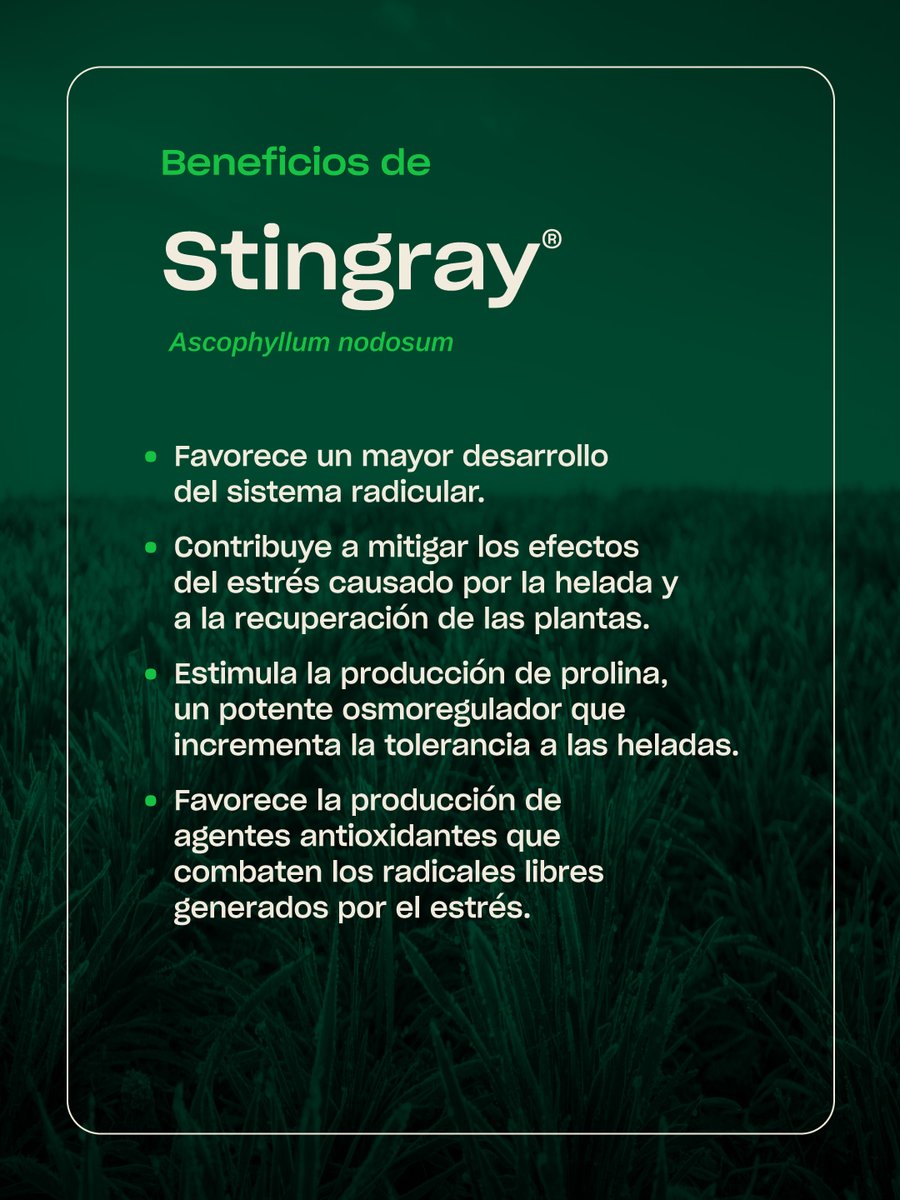 KoppertArg's tweet photo. Con STINGRAY® 🌾 tus cultivos son más tolerantes a #heladas, gracias a su acción bioactivadora 100% natural, basada en extractos del alga marina 𝘼𝙨𝙘𝙤𝙥𝙝𝙮𝙡𝙡𝙪𝙢 𝙣𝙤𝙙𝙤𝙨𝙪𝙢 ❄️💪
Biológico es nuestra naturaleza 💚
Encontrá más información en https://t.co/EOi3lOeVRE https://t.co/XfWdSCYmvZ