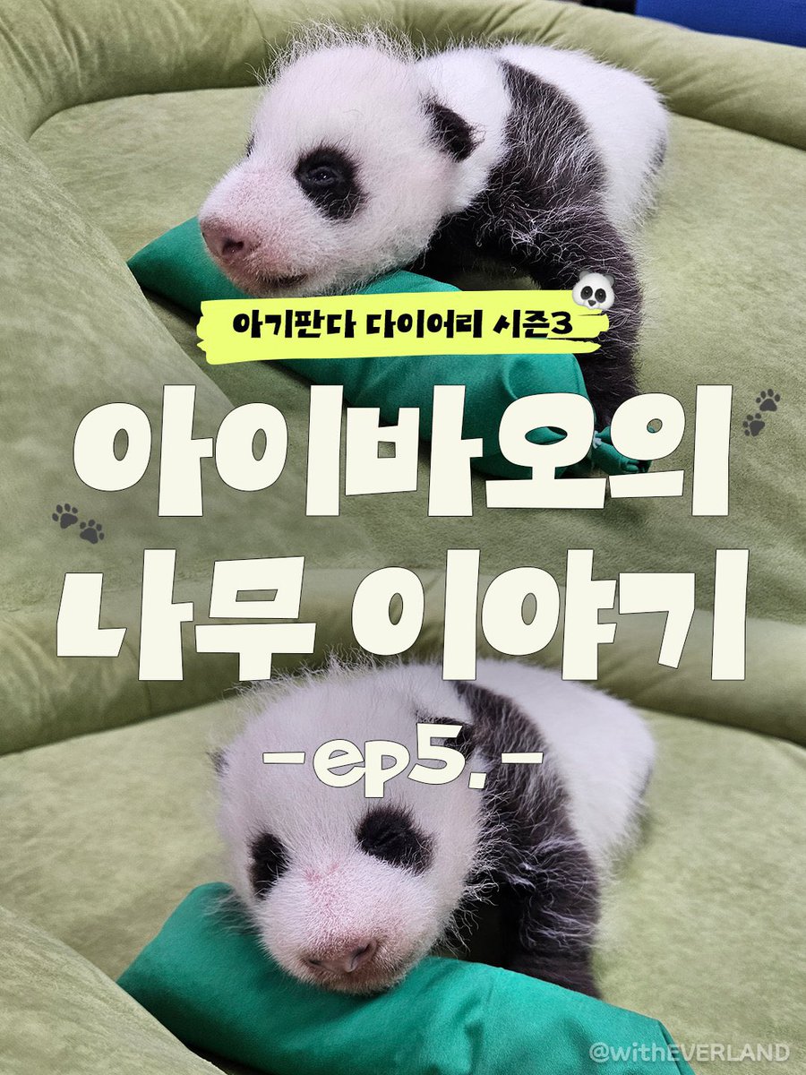nananattia's tweet photo. รูปอัพเดทการเติบโตของหญิงสี่ Ep.5 มาแย้ว✨🐼💚 #บ้านเป่า

ซื่อเป่าลูกกกก โตมาต้องจำไว้นะลูก ว่าใครเป็นคนถ่ายรูปเสยรูจมูกหนู (รูป3) หนูต้องมาวิ่งฟัดแบบฮุยอุงนี่เลยนะลูกกกก🤭😆😂
(ซงเป่าถ่ายอะไรเกรงใจซุปตาร์น้อยด้วยค่าาา🤭🫣)

อ้ายเป่าก็ประกบลูกตลอดเลย🧡🐼🥰🫶

cr: witheverland 👨🏻‍🌾 https://t.co/v0QoKDWnB9