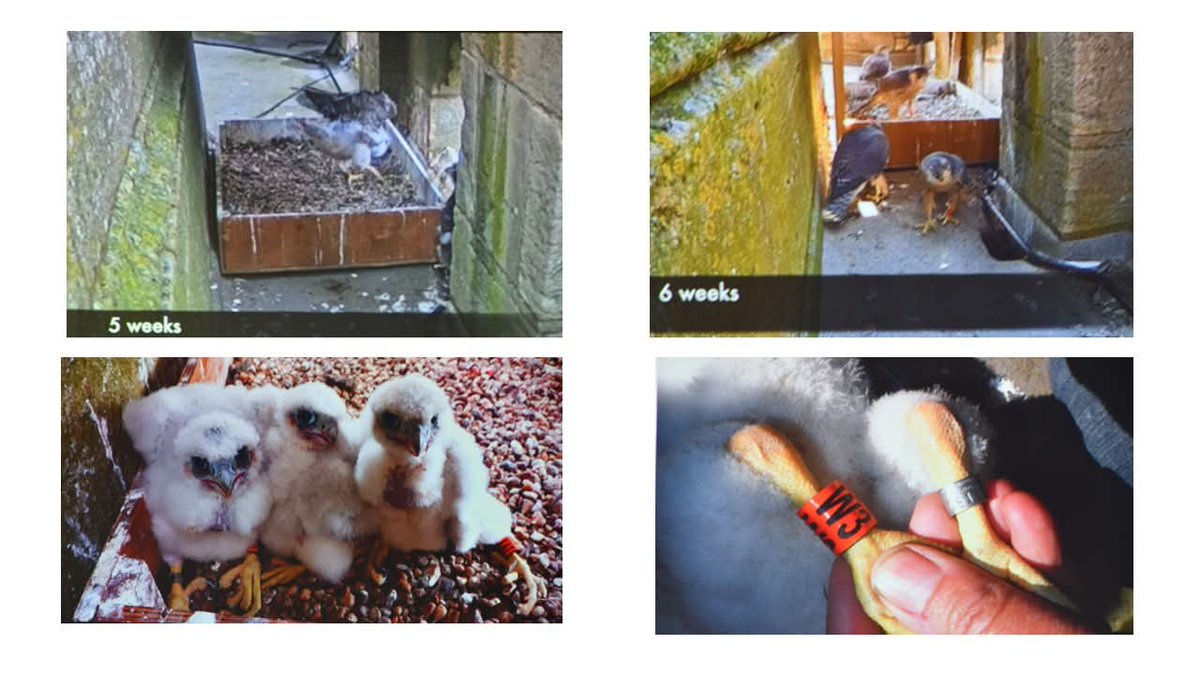 SpiritoSutterby's tweet photo. An excellent talk by Geoff Mullet who has installed &amp; monitored a series of web-cams on the tower of St James's,  Louth, to observe and record the nesting, breeding &amp; rearing of peregrine chicks. Geoff has compiled fascinating footage for his lecture which was enjoyed by all. https://t.co/3h6BybTOX1