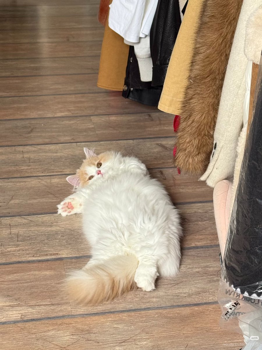 nocontextscats's tweet photo. so lazy https://t.co/IKLWo4n9Sk