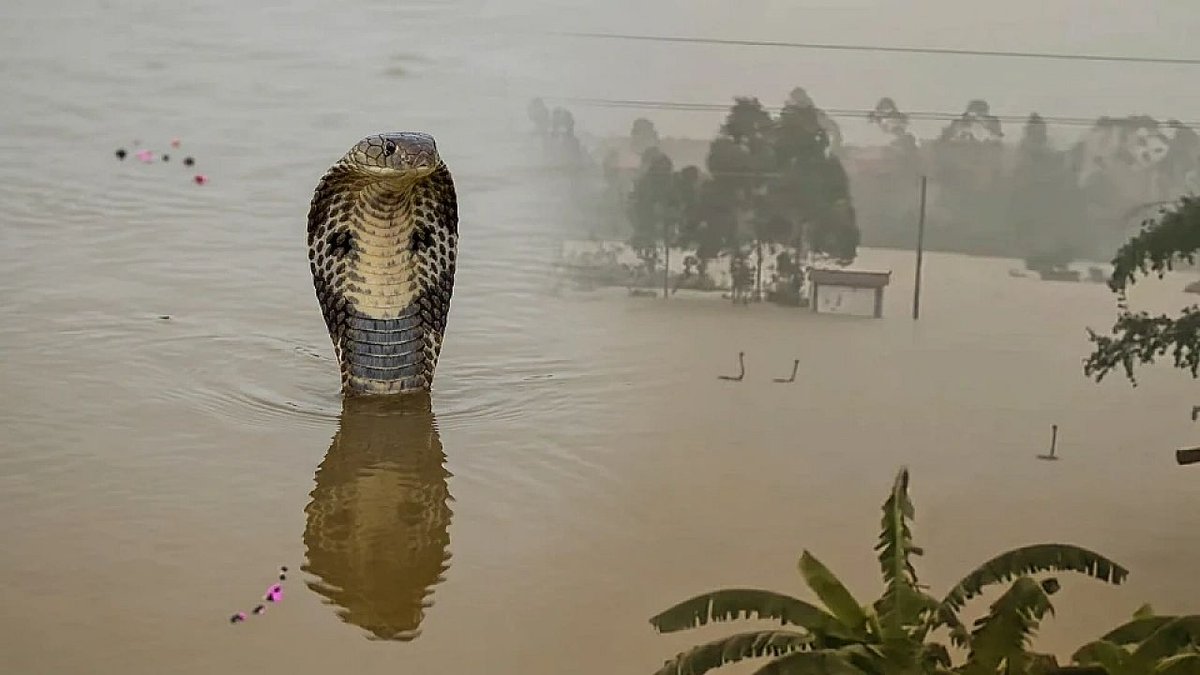 ehaberwebtr's tweet photo. 🐍 Çin'de sel felaketi yeni bir krize dönüştü!

🌊 Barajın çökmesiyle sular altında kalan yılan çiftliğinden yaklaşık 900 yılan kaçtı.

⚠️ Aralarında ölümcül kobraların da bulunduğu sürüngenlerin köye yayılması üzerine acil durum ilan edildi.

https://t.co/j5W4seI0ES https://t.co/goLHWb2R25