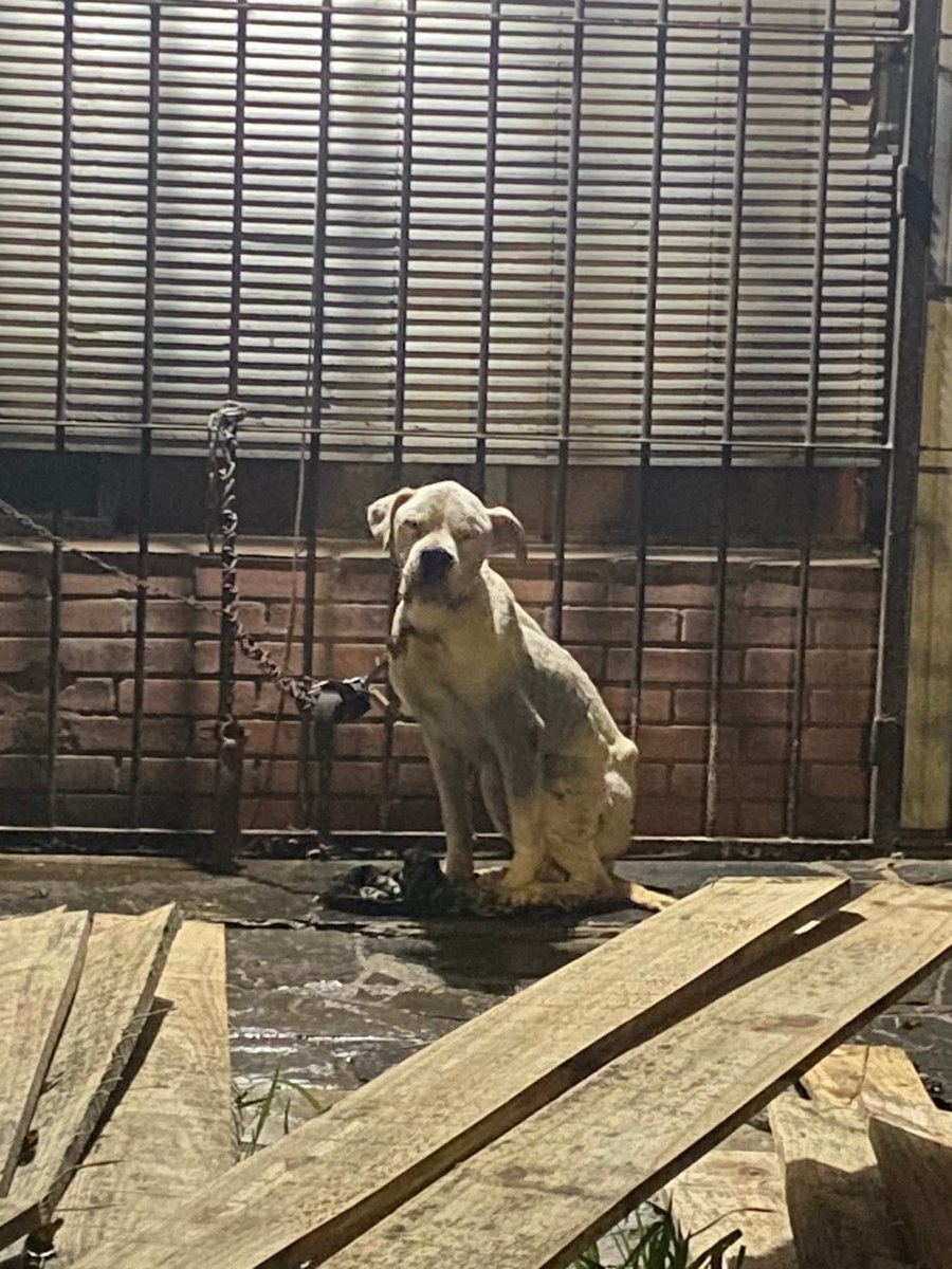 LigaBichera's tweet photo. Este fin de semana ingresamos dos situaciones críticas:  Levron y Suzy! Sabemos q estamos a tope pero como mirar para un costado😔
Caso 1 LEVRON . Caso de maltrato a la vista. Horrible!!! https://t.co/W8ktPfDOmR