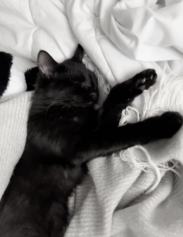 SassySiren79132's tweet photo. 🐈‍⬛🖤🐈‍⬛ https://t.co/okqv6kMw3R