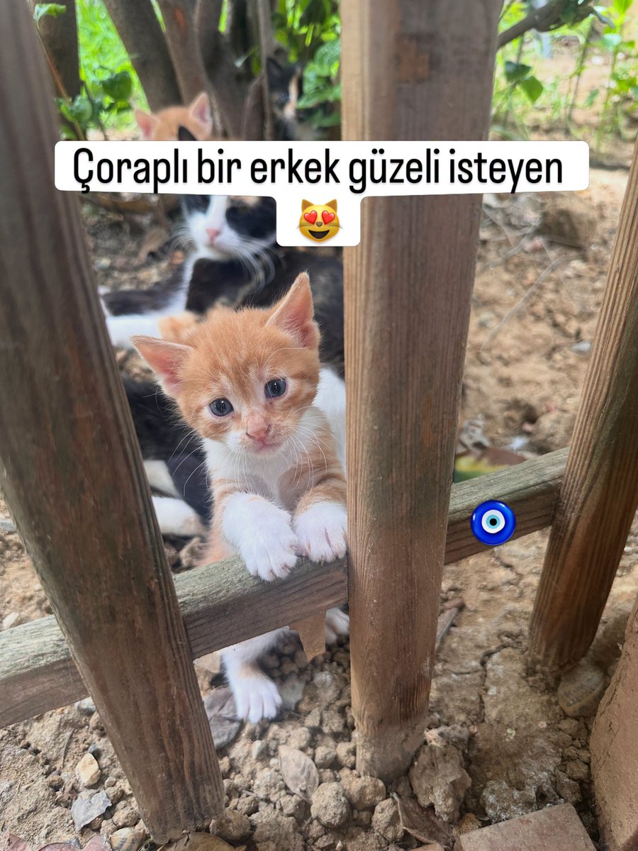 zllktlr's tweet photo. "onu çok sevecek ve asla terk etmeyecek ömürlük yuvasını arıyorum Maltepe İstanbul Yuvam Olur Musun?https://t.co/DpIxety6ek https://t.co/mfe5ZXuMs4