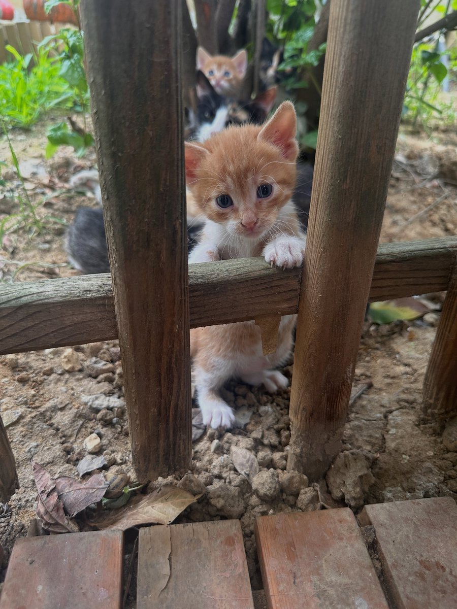 zllktlr's tweet photo. "onu çok sevecek ve asla terk etmeyecek ömürlük yuvasını arıyorum Maltepe İstanbul Yuvam Olur Musun?https://t.co/DpIxety6ek https://t.co/mfe5ZXuMs4