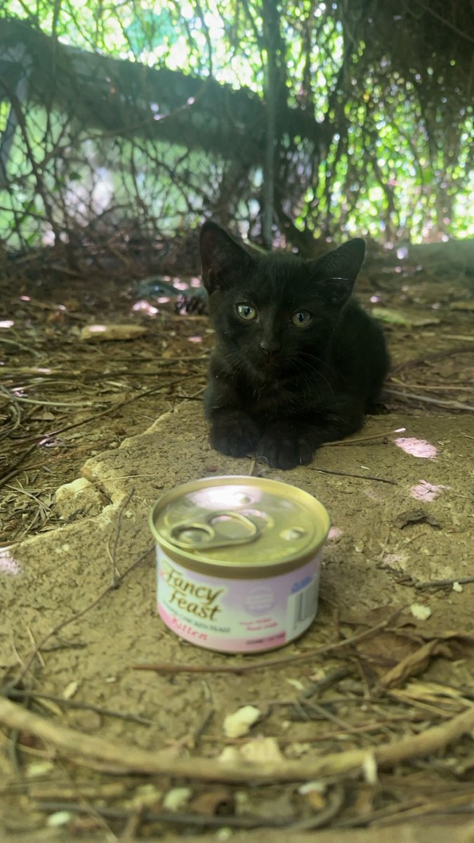 EPICspacemonkey's tweet photo. Hanging with one of my buddies…🐈

He’s about to eat some Fancy Feast.. 

While we await the ..📞  for the next slammer ..🔐 https://t.co/x9TQ4ymesO