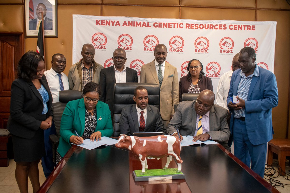 KAGRC_KE's tweet photo. @KAGRC_KE today hosted the Kisumu County delegation led by Mr. Kenneth Onyango, County Executive Committee Member (CECM) for the signing of a Memorandum of Understanding (MoU), marking the beginning of a strategic partnership to accelerate dairy development in the region. Other members of the Kisumu County delegation included Mr. Eric Ogalo, Chief Officer; Mr. Otieno Aloka, County Attorney; Dr. George Odhiambo; County Director of Veterinary Services (CDVS) and Mr. Charles Kakuku, County Director of Livestock Production (CDLP)
The MoU was signed in the presence of KAGRC Board Chairman, Hon. Dr. Nuh Nassir Abdi, and Managing Director, Dr. Benadette J. Misoi, who reaffirmed KAGRC's commitment to supporting Counties and institutions in transforming Kenya's livestock sector through superior animal genetics.
Despite its enormous agricultural potential, Kisumu County continues to experience a significant milk deficit, with many dairy farmers relying on low-producing indigenous breeds. The partnership seeks to reverse this trend by providing access to superior dairy genetics, quality semen, artificial insemination services, liquid nitrogen, and technical expertise to upgrade local herds, increase milk productivity, improve climate resilience, and enhance farmer incomes.
Following the signing of MoU, KAGRC's proven genetics and breeding technologies will strengthen the Kisumu Dairy Development Center (KDDC) which will serve as a Centre of Excellence for dairy breeding, farmer training, and climate-smart livestock production, creating sustainable opportunities for thousands of smallholder farmers across Kisumu County.