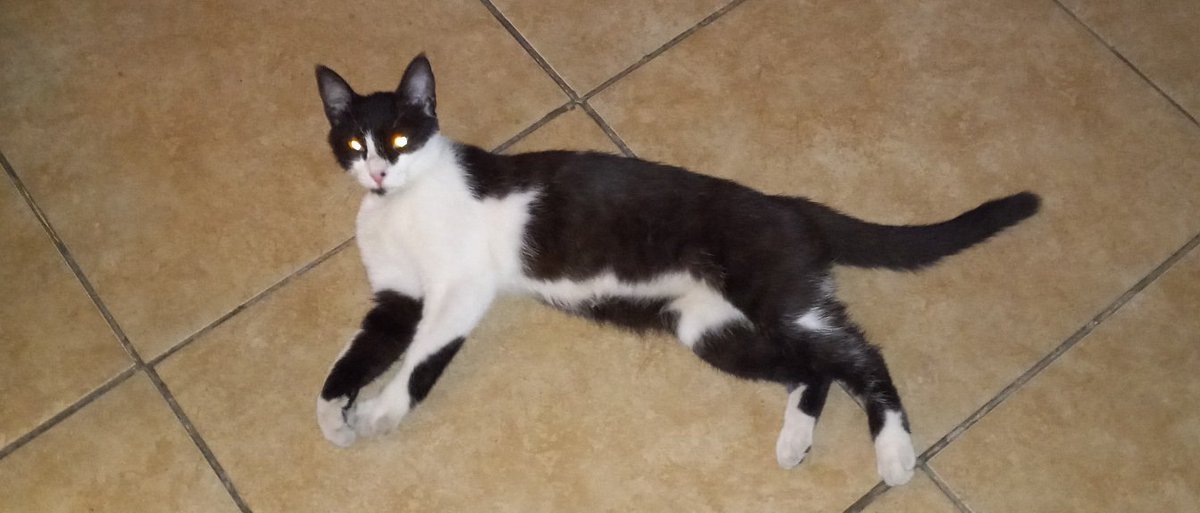 ViDJaKzZ's tweet photo. Just brought her home last night! Now have 3 Tuxedo cats.. shes a young female i spotted Sat night in town while cruisin around on my E-scooter.. real sweet, came up to me, so last night took a small pet carrier, hoping to find her again, Boom! I lucked out. Didnt wanna leave her out there, ive named her Josie ❤