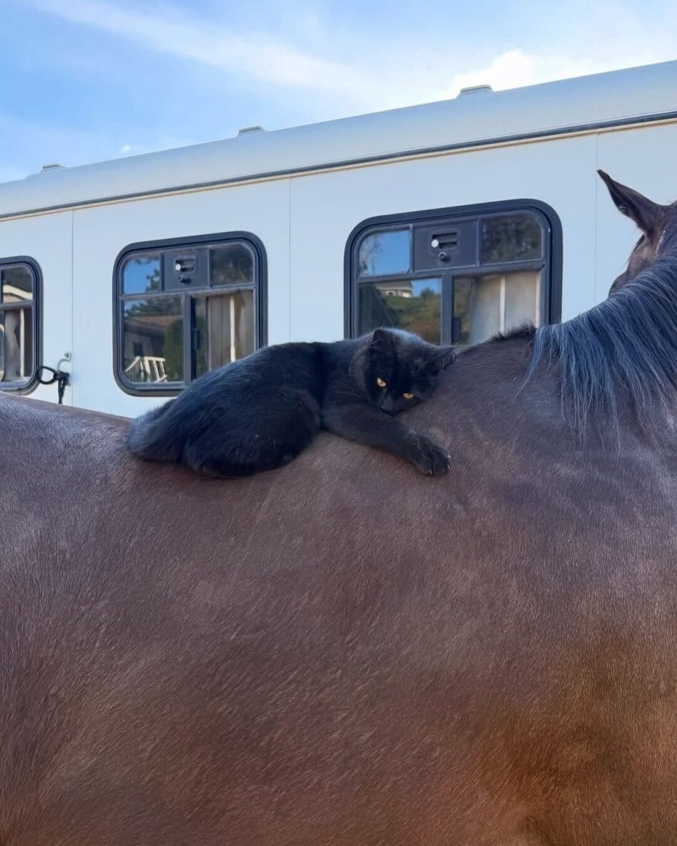 catsareblessing's tweet photo. A CAT FOUND THE PERFECT BED AND IT'S A HORSE 🐎 https://t.co/nZZ6YtnZVJ