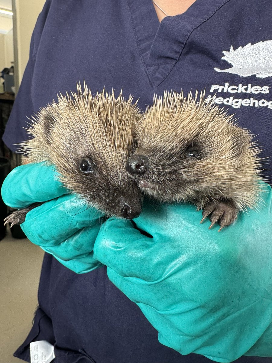 Prickles_Paws's tweet photo. So many hoglets! 🦔💚
Meet Scooby and Shaggy. They’re a little way behind their sisters, Velma and Daphne, but they’re making steady progress and slowly catching up 🫶 https://t.co/1gfhIlV4Ay