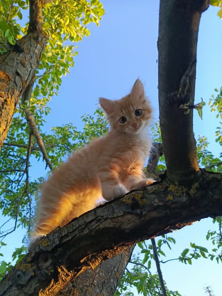 cutest cats tweet media