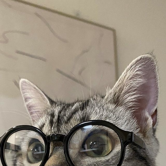 cutestscats's tweet photo. Nerdy cat energy at maximum level 🤓🐱✨ https://t.co/rhMMCcwC2f