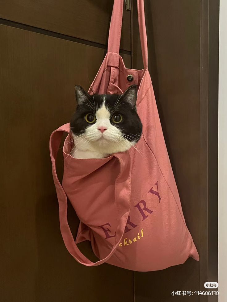 cutest cats tweet media