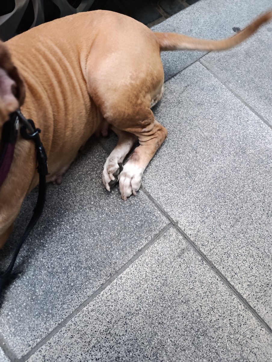 SilviaMylo's tweet photo. Ayuda urgente para Canela, una perrita american de 11 años que se encuentra en una situación desesperada 😢 

Canela vivía con su propietario, que falleció hace poco. El hijo del fallecido,  de 20 años que reside ahora allí, no quiere hacerse cargo de la perrita, no la saca, dice que es joven y le ha llegado esto sin pedirlo, no juzguemos, ayudemos a Canela 🙏🏻 
La pareja del dueño la saca alguna vez,(ya no vive allí y no tiene buena relación con el chico) pero tampoco lo que sería de esperar, además se va a su país en octubre. 

Canela corre peligro de quedarse sin nada o ir a una perrera 💔 
No compatible con gatos
No compatible con otras hembras
Compatible con algunos machos tranquilos y equilibrados
Canela necesita lo más parecido a una familia, ha perdido a su dueño y la estabilidad que precisa, el cariño 😢😞 

Una acogida pagada sería una buena opción si no hay una que reuna lo que se precisa para ella 
Una adopción por una persona con empatía seria lo ideal, una 
residencia sólo como última opción 🙏🏻 

Canela no tiene la culpa de la situación que está viviendo. Después de perder a la persona con la que compartía su vida 😢 

Contacto para información:
Madrid 
679328901

Grupo de madrin@s para ayuda :
https://t.co/tJGxdRfgLE